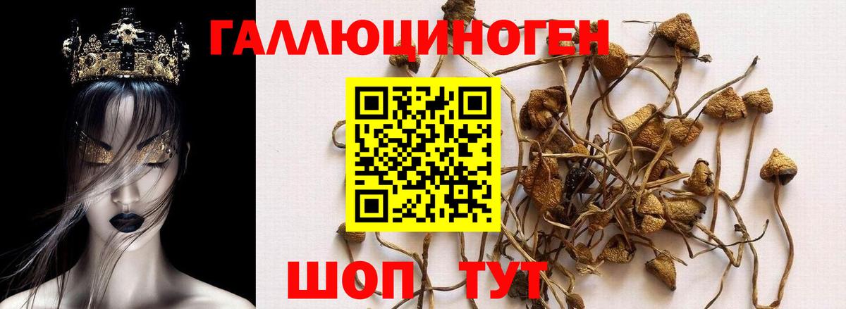 Псилоцибиновые грибы Psilocybine cubensis Стрежевой
